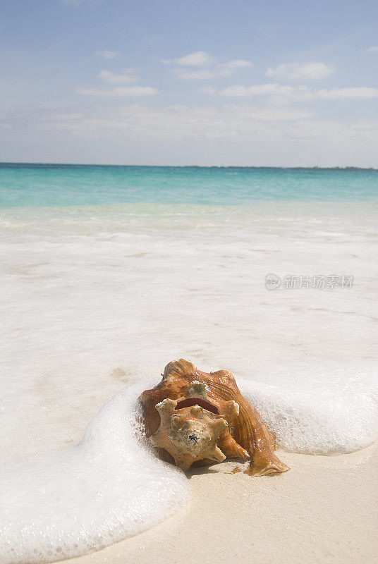 加勒比海海滩上的海螺