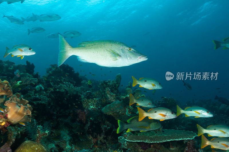 印度尼西亚拉贾安帕热带礁的大鱼高峰时间