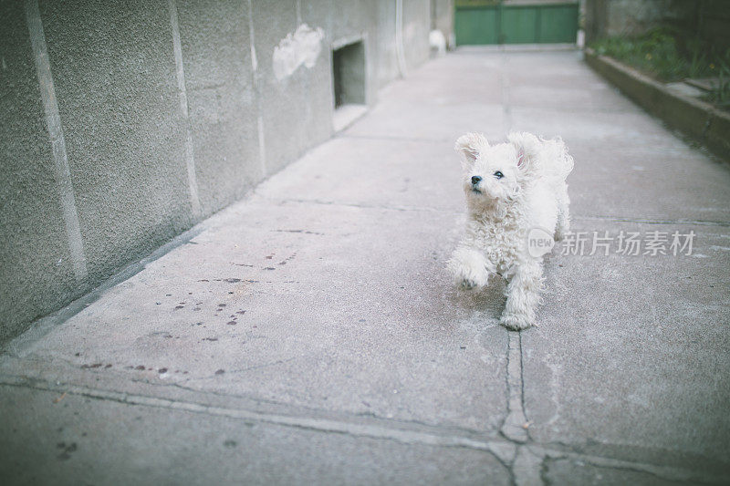 可爱的比熊犬奔跑