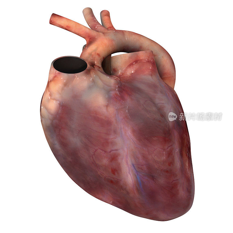 电脑生成了人类心脏的图像