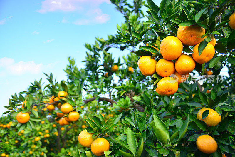 树上成熟的橙子