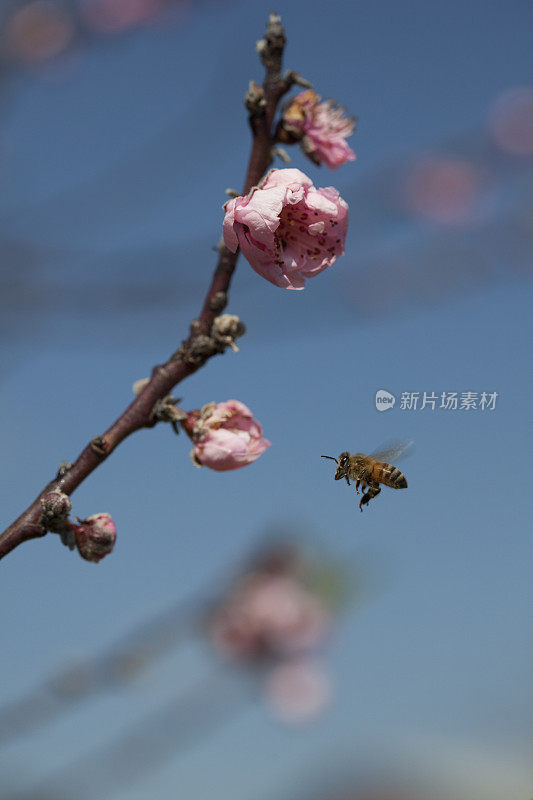 蜜蜂樱桃树春天的花蓝色的天空夏天