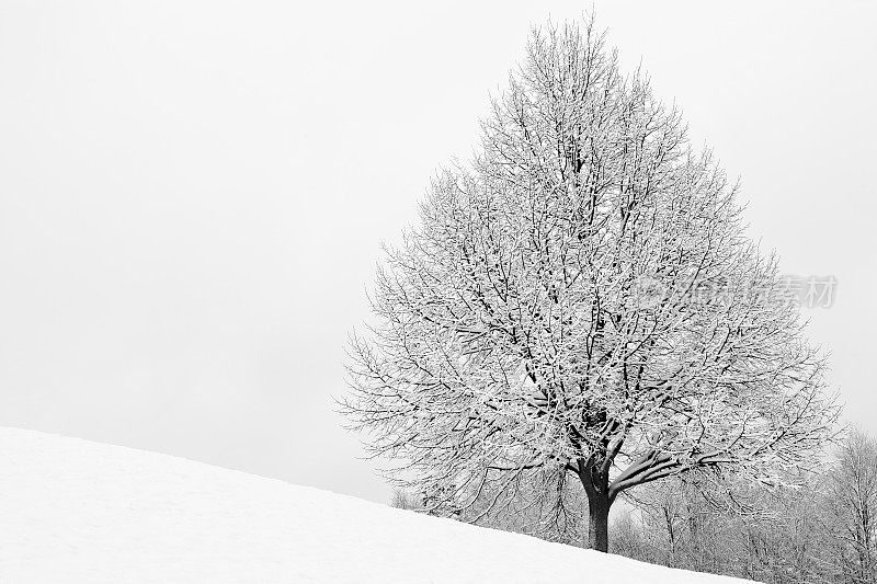 雪覆盖的枫