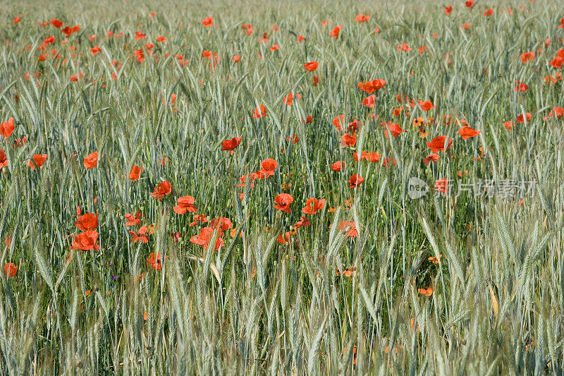 麦田里的红色罂粟，广角视野