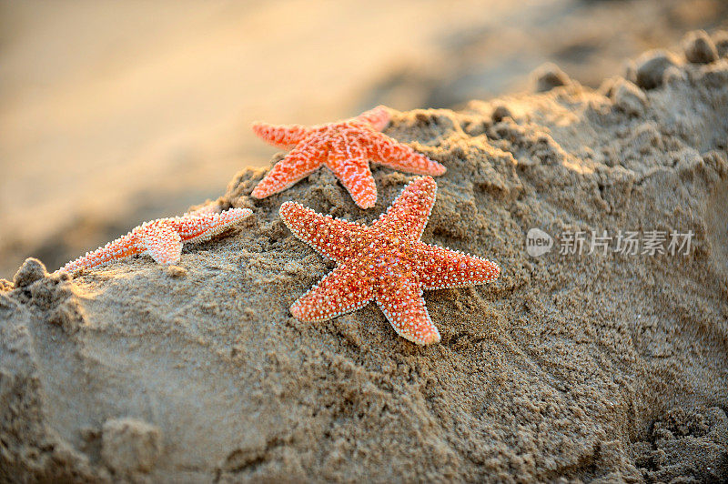 海滩上的海星