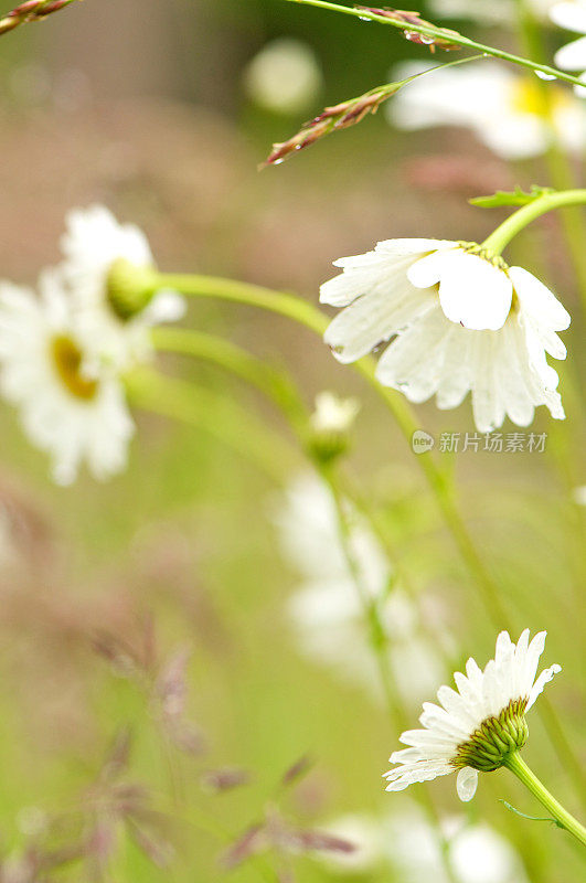 夏雨后草地上的野生雏菊