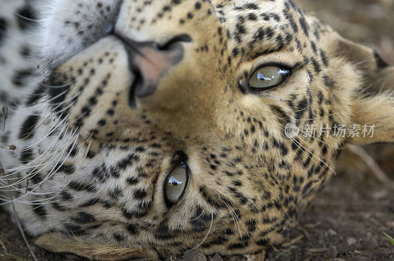 豹子的眼睛