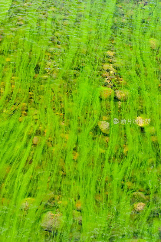 绿藻在山间溪流中流动