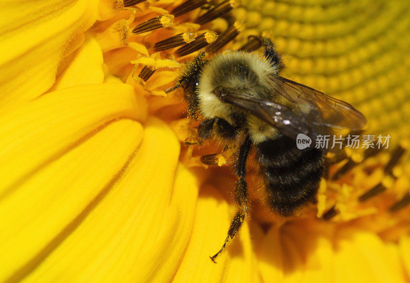 蜜蜂在给向日葵授粉。