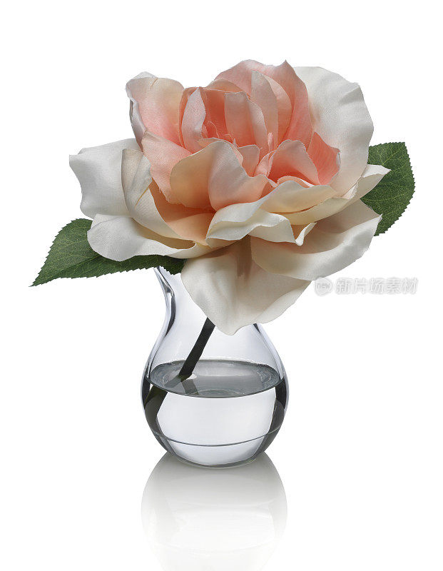 单一桃和平玫瑰在白色背景