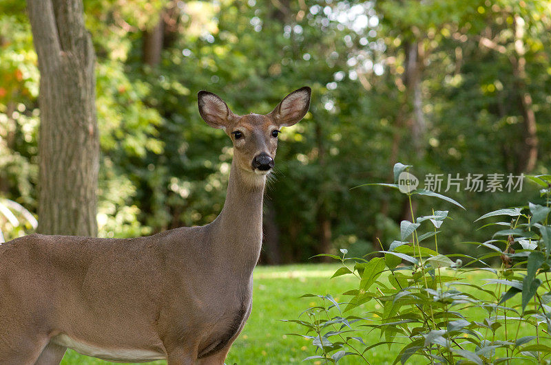 水平图像的牝鹿(母鹿)在室外的花园