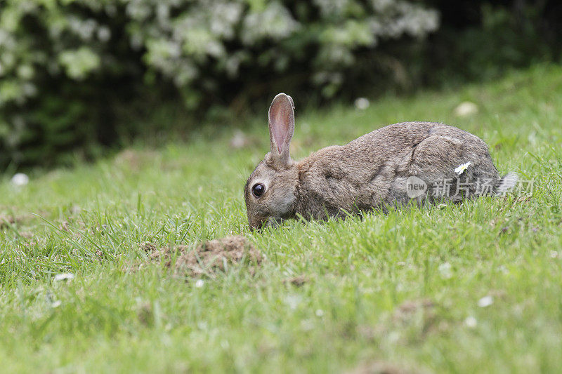 警觉的野兔在草地上吃草