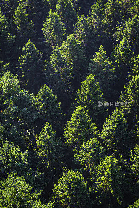 绿色松树森林冠层鸟瞰图上的树顶背景