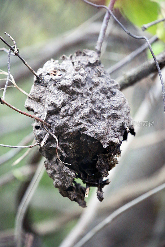 马达加斯加:Ihorombe高原上的蚁巢