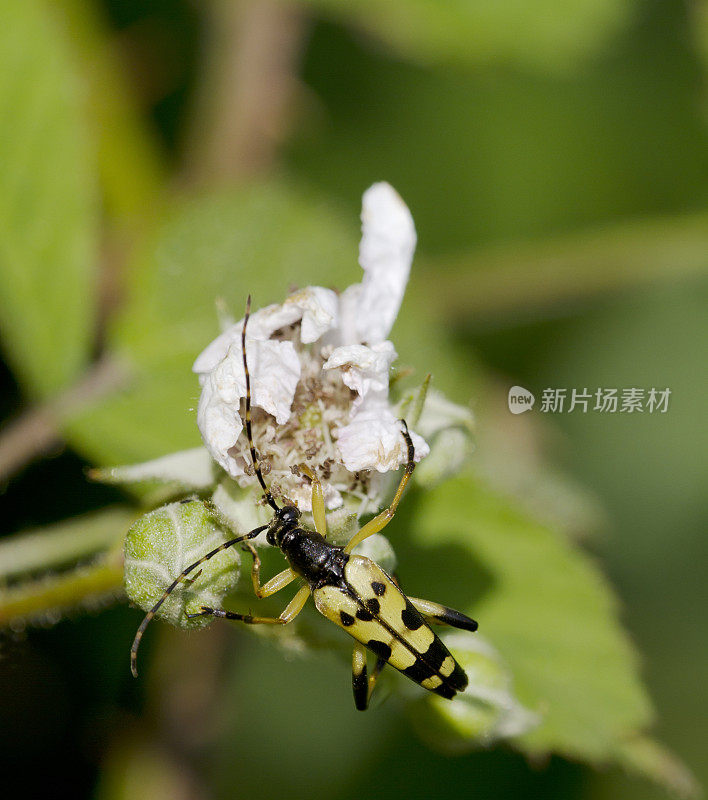 甲虫:在荆棘上的斑点长角虫