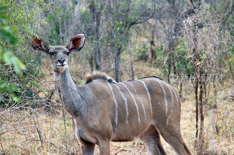 南非:克鲁格国家公园的大Kudu