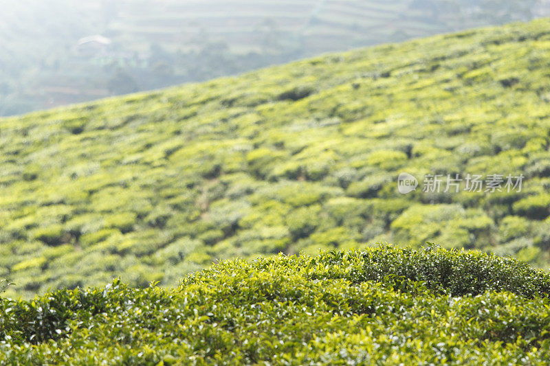 新鲜的绿色种植园锡兰茶叶斯里兰卡