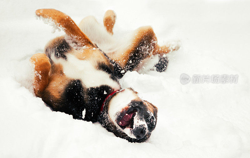 欣喜若狂的狗在雪地里打滚