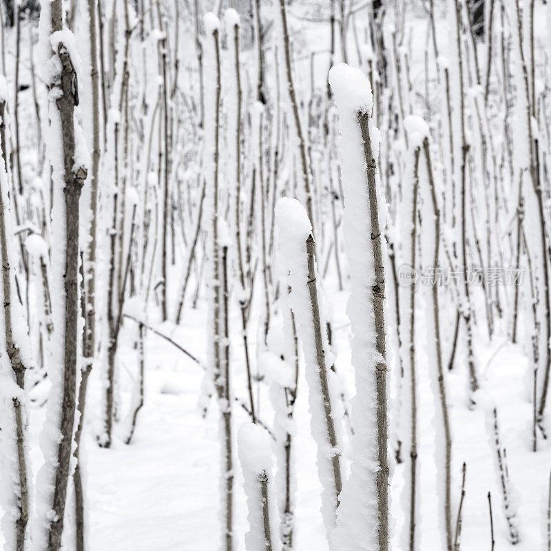 冬天的森林里下雪了