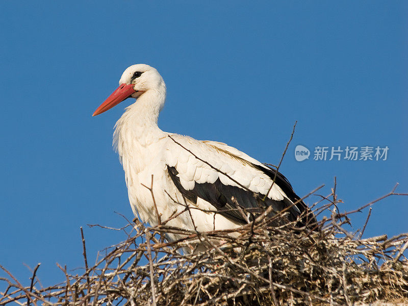 巢中的白鹳