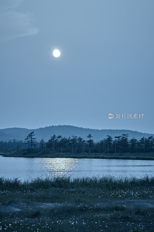 剪影干老，湖水，月夜