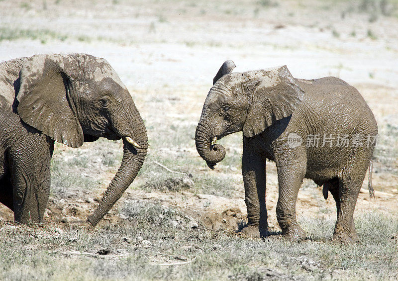 纳米比亚的大象