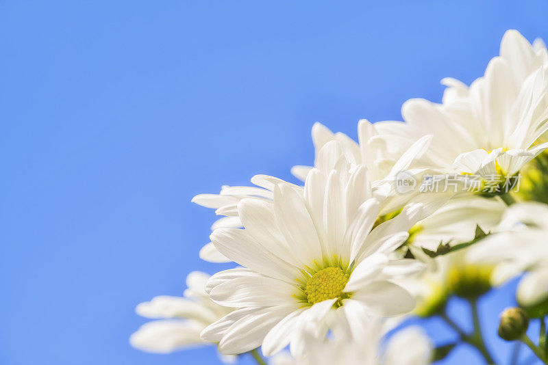 白色菊花(雏菊)花映衬着蓝天