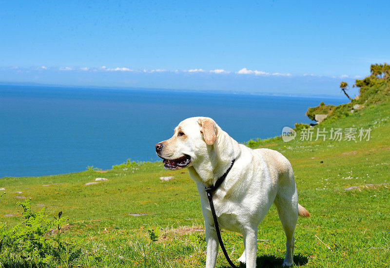 拉布拉多寻回犬