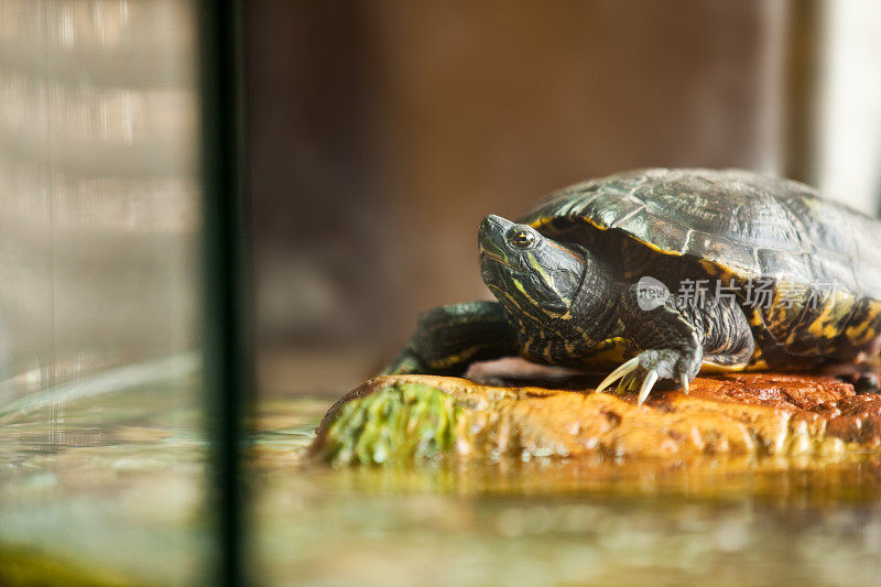 水族馆里的红耳滑龟