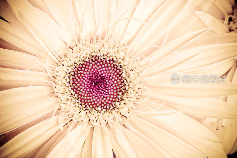 非洲菊特写