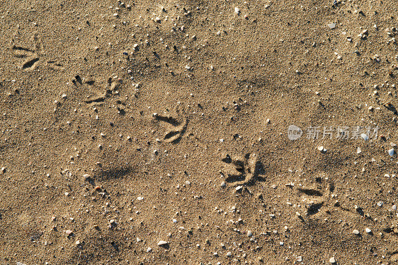 沙地上的鸟脚印