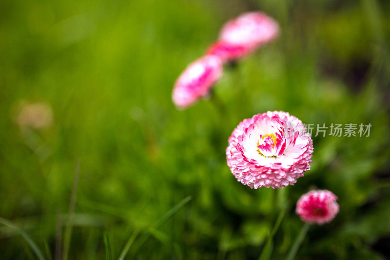 粉红色的花朵