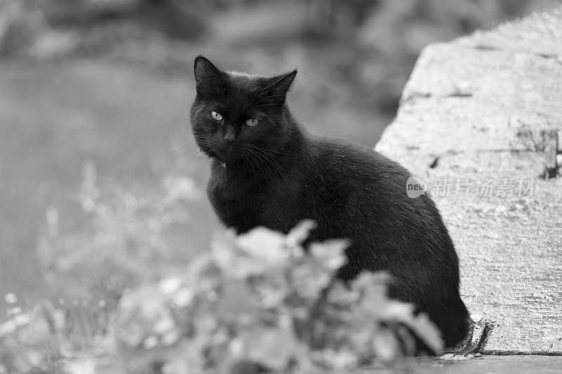 黑猫坐在镜头前看着