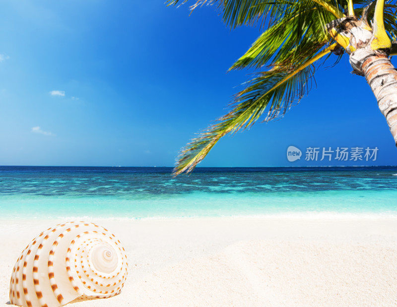 热带海滩上的海螺壳