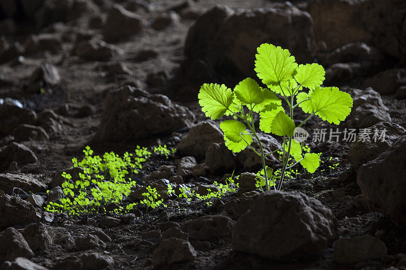 土耳其安塔利亚附近科坎洞穴的绿色野生植物