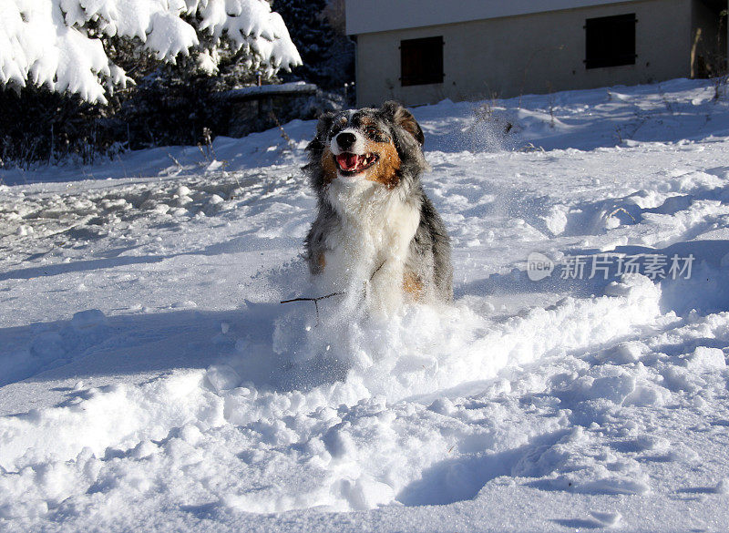 雪中快乐的狗