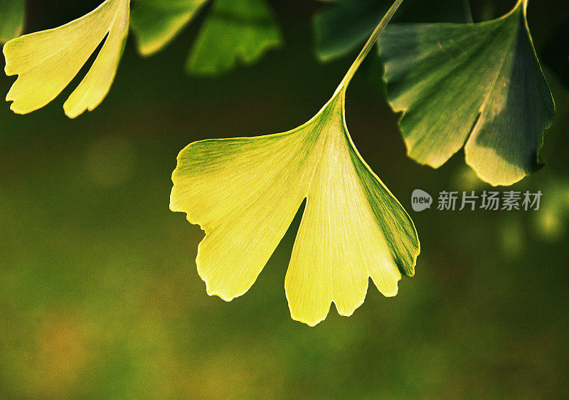 Gingko叶