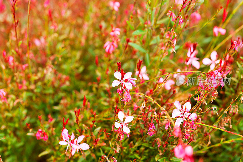 红粉秋花