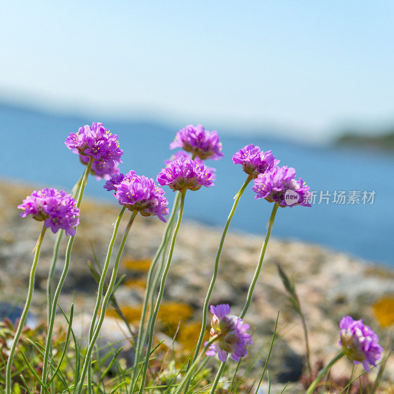 海节俭的花