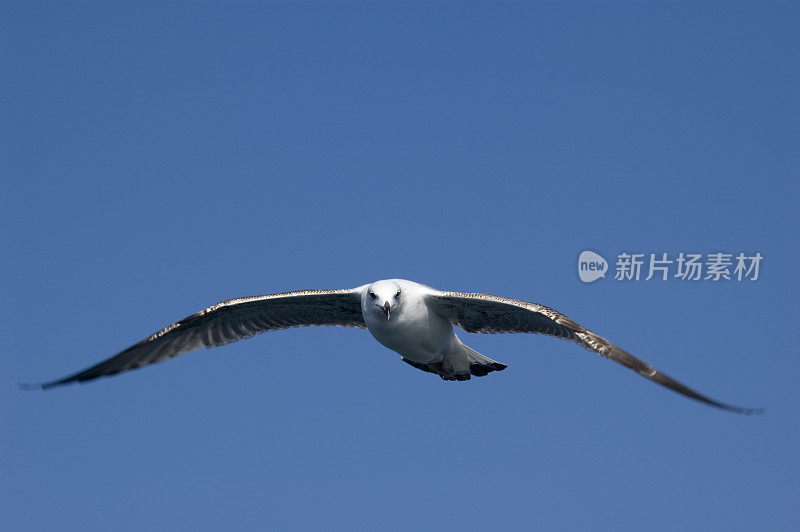 眼神交流