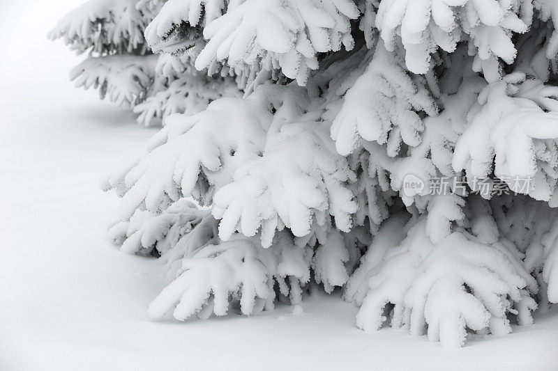 积雪的明尼苏达冬天-雪覆盖云杉的树枝