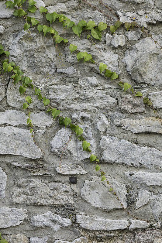 有绿色植物蒸汽的石墙