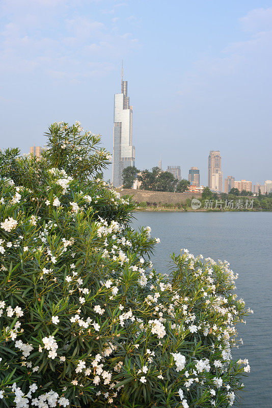 花和南京城市景观