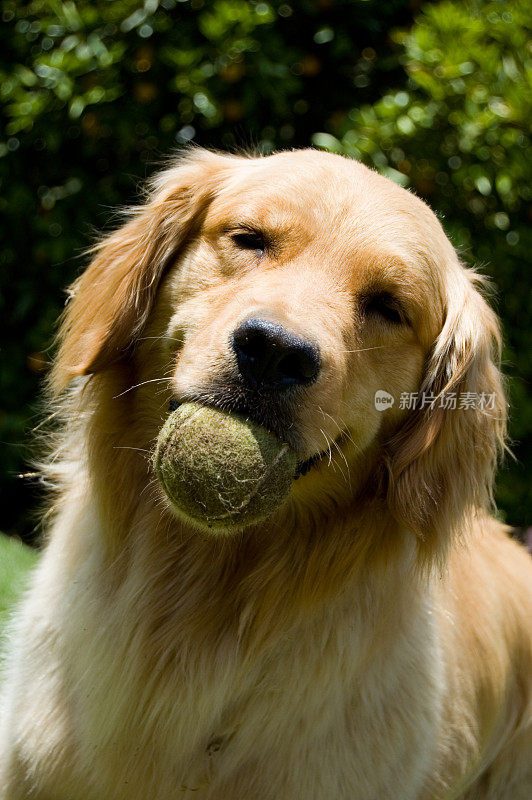 快乐的金毛猎犬