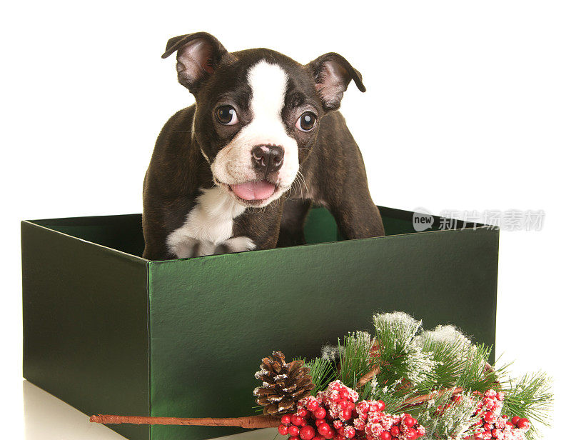 圣诞礼盒里的波士顿小猎犬