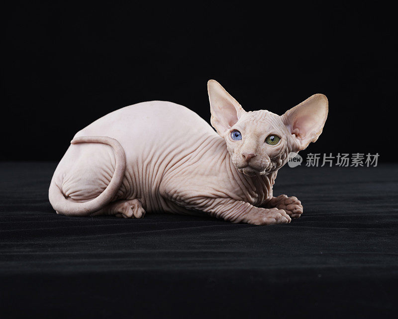 Sphynx猫