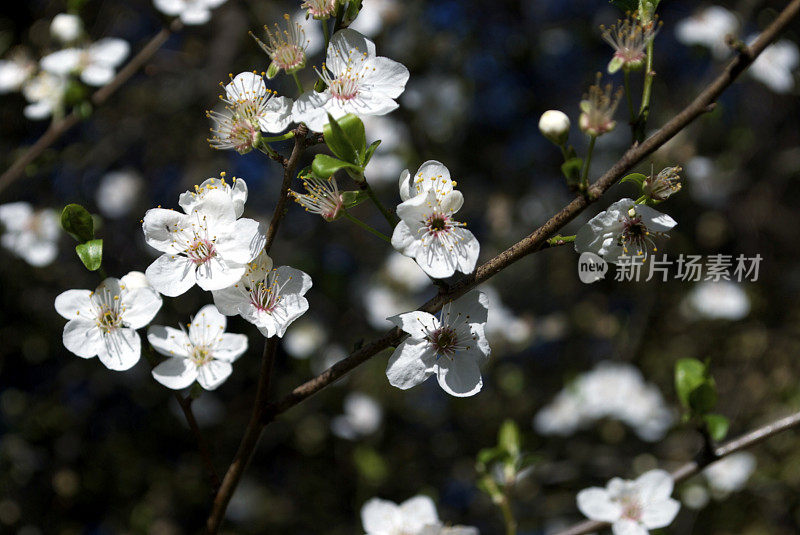 野生樱花