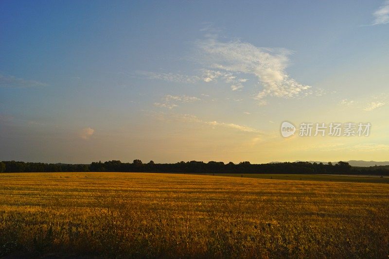 Ankeny避难所小麦