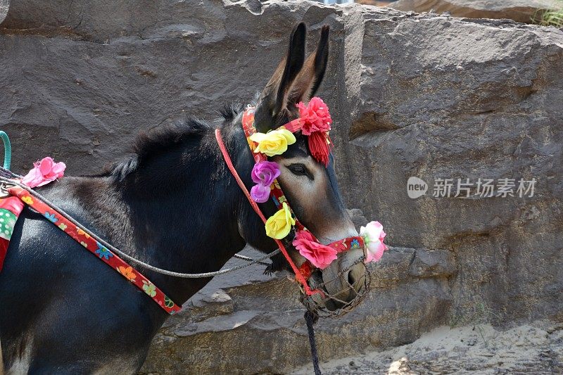 中国陕西壶口瀑布上的驴子