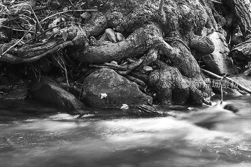 山涧在树根和岩石周围流动的B&W